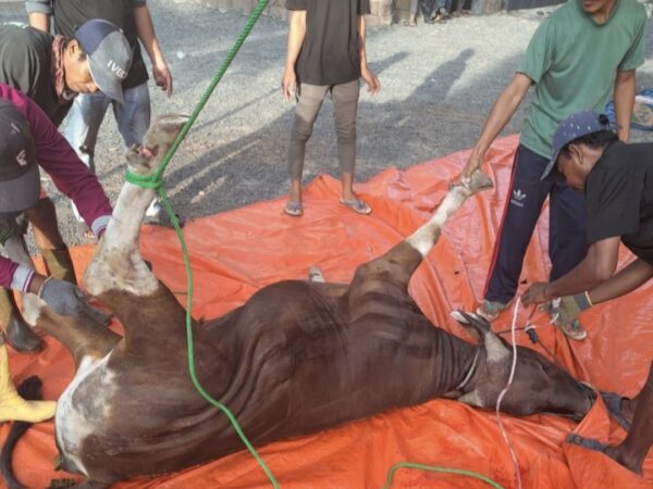 Masjid Hj Nuriyah Banjarbaru melaksanakan Penyembelihan Hewan Qurban Sebanyak 15 Ekor