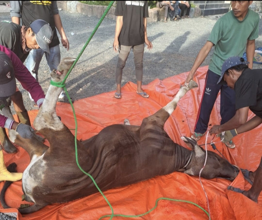 Masjid Hj Nuriyah Banjarbaru melaksanakan Penyembelihan Hewan Qurban Sebanyak 15 Ekor